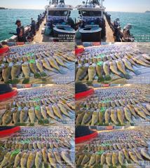 ♥붉바리들..이정도는 잡아봐야지요 대박 붉바리조황입니다[2026년08월26일] ◎ 해마루호가 뜨는이유? 조황때문이죠 ◎ 핵심포인트: 바로진입.. 바로히트.. ▣ 차원이 다른 조황...