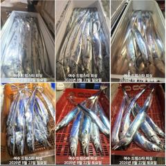 (여수 드림스타)29일 토 용가리사냥나갑니다. 기상ㆍ물때 완전좋아요