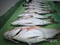 [거제] [거제비버호] 5짜 4짜들 대박 마리수 조황(주말예약가능)