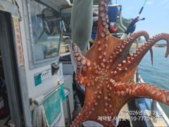"돌문어" 6kg 1800g1400kg등 개인17수15수13수12수10수등 전원손맛 마릿수~ 와장창~