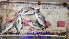 [부산] 가덕천성진양 살감시 좌대조황 26년8월27일/목