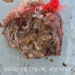 [사천] 암초 포인트 문어 낚시