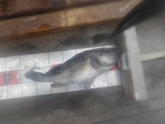자연식 조황 - 삼길포 만석좌대 8월 27일 자연식 조황 입니다 - 삼길포 만석좌대낚시