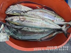 [경주] 8/27 오후타임 실시간 미터오버 대삼치 빅! 히트중입니다. (…