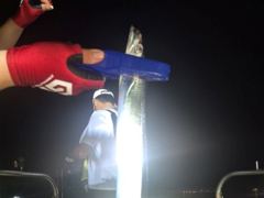 [마산] 내만갈치 체력으로 깡으로 !!! 200수 이상 낚낚하러 GOGO…