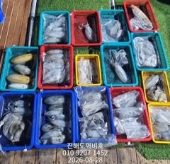 [진해] 팁런무늬오징어 27일 출조조황입니다