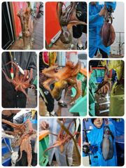 포항돌문어제조황 오늘 금요일모집중입니다