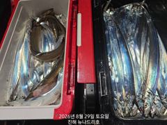 내만 갈치 입질 활성도 좋고~~(오늘 예약 가능)