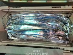 [진해] 내만갈치 마릿수대박 일요일부터 쭉 예약가능합니다