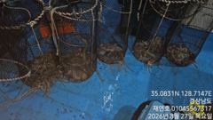 [마산] 야간돌문어 키로오버 대물에 개인 15수까지 일요일 예약중