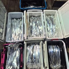 28일,내만갈치 쿨러 빵빵하게.마릿수 많이 나오네요.일요일 준내만출항(예약가능)