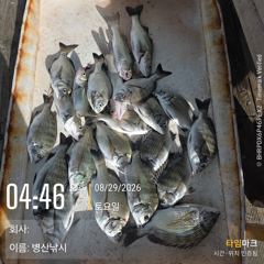 [고성] 병산 감성돔 마리수 농어 숭어 마리수 선외기흘림조황~~
