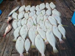 실시간 조황 - 29일,오늘도 굿굿 대광어 참 무쟈게 나오네요. 웬 광어가 이리도 나오는지~6분 대박조황~내일도 갑니다~ 군산 범고래호