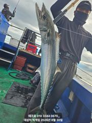 29일-토 실시간 미터오버 대삼치 핫~히트중-오후1시30분 출항(모집)