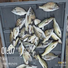 [고성] 병산 감성돔 마리수 선상배 흘림조황~~