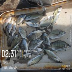 [고성] 병산 감성돔 농어 마리수 선외기 흘림조황~~