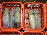 30일 무늬오징어] 빠른물때에도 마릿수 씨알까지 좋고 (오늘 화 수 목 예약가능)