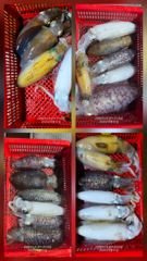 [고성] 순위 변동중 한마리가 승부를 가른다