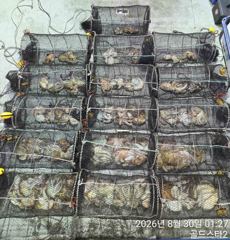 [진해] 야간문어 키로오버및 중치 쭉쭉뽑고( 오늘야간예약중