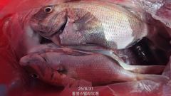 무늬무늬 오늘 자리 18시출항~~150수!