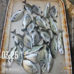 [고성] 병산 감성돔 농어마리수 선외기 흘림조황~~