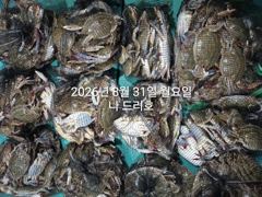 준내만 갈치 대치들 다시 시작되고~~(오늘 예약 가능,수욜부터 내만 갈치 예약 가능)