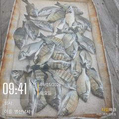 [고성] 병산 감성돔 마리수 선상배 흘림조황~~