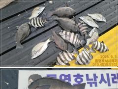 선외기 흘림에 감성돔,돌돔,벵에돔까지....