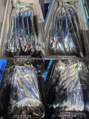 [진해] 내만 갈치 반피딩 수준으로 퍽퍽퍽!!! (수욜부터 예약 가능)