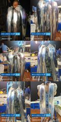 [통영] ＜＜통영 뉴명륜호 14인승＞＞ 大치들!!! 쿨러조황^^ (오늘 …