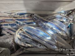 (南)남해조황 - 오늘밤 9월2일 내만갈치 출동합니다