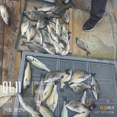 [고성] 병산 감성돔35외 마리수 선상배 및 선외기 흘림조황~~
