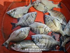 유촌 형만레저 선외기 흘림 감성돔 마리수조황입니다