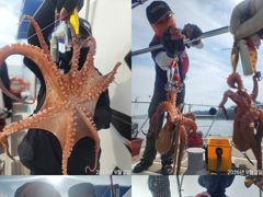 문어,키로,중치들,우루루,,(예약가능)