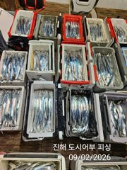 (南)남해조황 - 2일새벽 우~와 씨알큰 내만갈치 완전 대~박 물반 갈치반!!오늘 예약가능