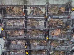 야간문어 오늘오후4시출항~~( 자리여유~추석제수용사냥