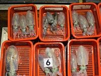 2일 무늬오징어] 개인 18수12수 11수등등 마릿수 좋고 (오늘 목 예약가능_)