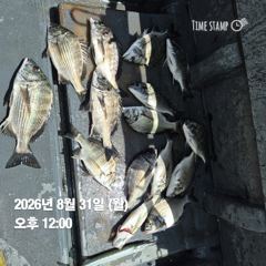 20분전 [진해] 내만갈치 9월3일 전원쿨러 꽉 꽉채우고. 오늘예약가능합니다