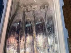 [내만갈치]금요일/토요일 예약가능합니다!! 씨알마릿수 좋아졌네요~!! 정상출항합니다!