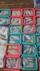 (무늬오징어)세 자릿수 행진 160수 뽑고 양손 가득~뉴그린호