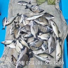 2시간전 [거제] 9월3일 대갈치 마리수 조황입니다..기상이 좋아지는데로 출항 gogo