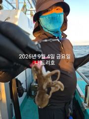 9/4일, 재미있는 군산주꾸미~ 오늘도 나오고 있어요~점점 좋아지는 쭈꾸미조황~군산 나드리호