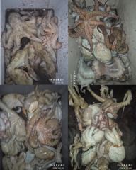 <고흥녹동> 청룡호 오후반6시간 돌문어 핫조황!!