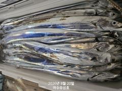 9월7일부터 대갈치 쿨러가득 잡으로 출조합니다