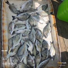 [고성] 병산9/4 감성돔 마리수 선외기 흘림조황~~