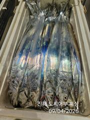 (南)남해조황 - 4일새벽 우~와 씨알큰 내만갈치 퍼~ 담았어요~!! 일요일부터 예약가능
