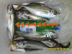 09.04 [고성] 고성내만 감성돔 출조!!!(예약중)