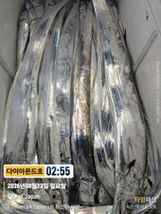 [진해] 내만갈치! 오늘 라스트 6자리! 전화주세요~