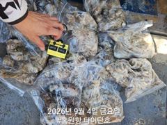 오늘의조황 - 9/4 홍원항 타이탄호 쭈꾸미 조황 - 홍원낚시프라자,배,선상낚시 전문