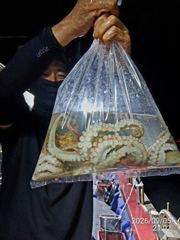돌문어사냥 레전드호 타고 모두 먹물파티!